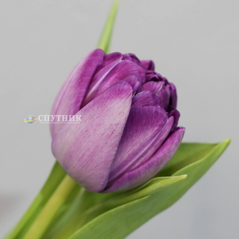 Сиреневые тюльпаны купить в СПб недорого