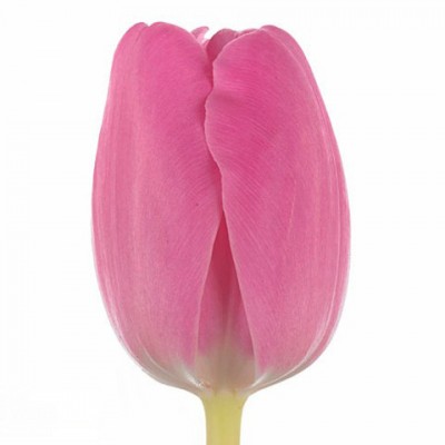 Тюльпан розовый Синейда Самуко