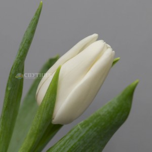 Тюльпан Апдейт | Update Tulip