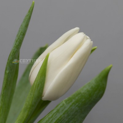 Тюльпан Апдейт | Update Tulip