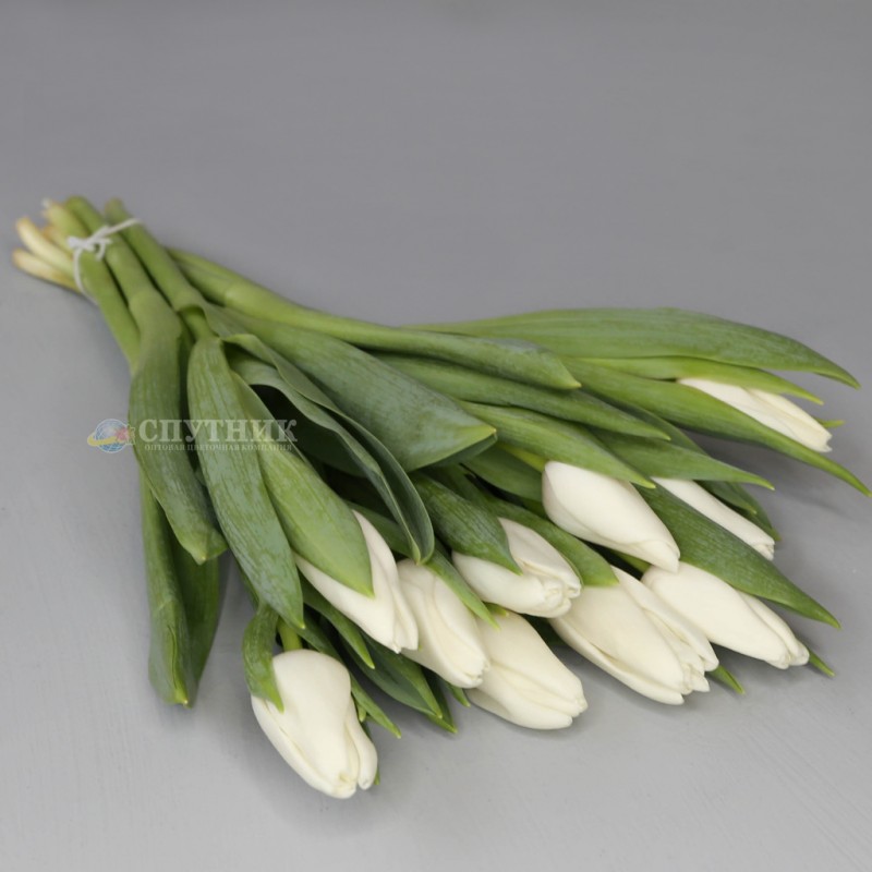Купить белые тюльпаны в спб