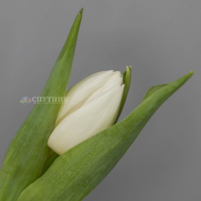 Тюльпан Вайт Принц | White Prince Tulip