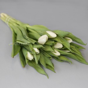 Тюльпан Вайт Принц | White Prince Tulip