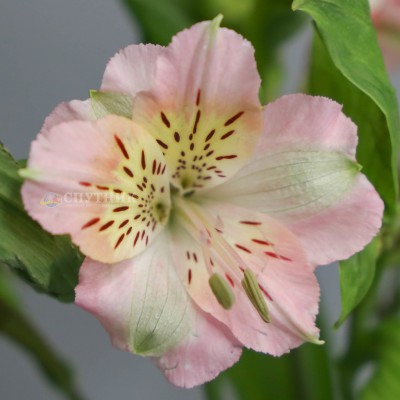 Альстромерия светло-розовая Амулет | Alstroemeria Amulet