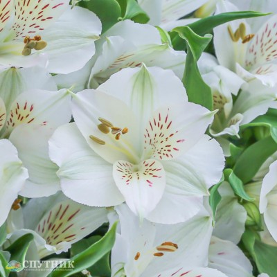 Альстромерия белая | Alstroemeria Whistler White