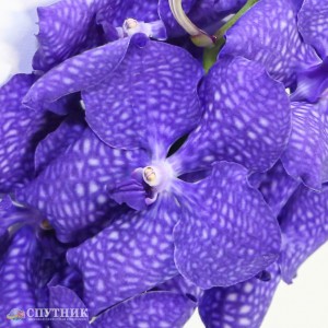 Орхидея Ванда | Orchid Vanda