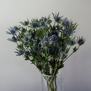 Эрингиум Блю | Eryngium Blue