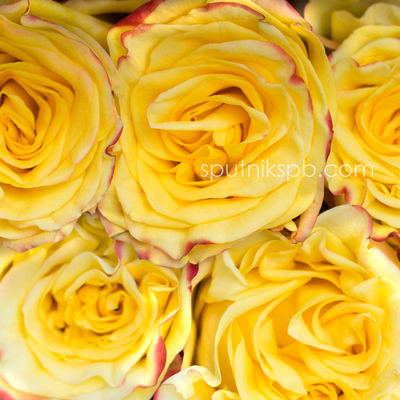 Роза Хай энд Еллоу Флэйм | High & Yellow Flame Rose