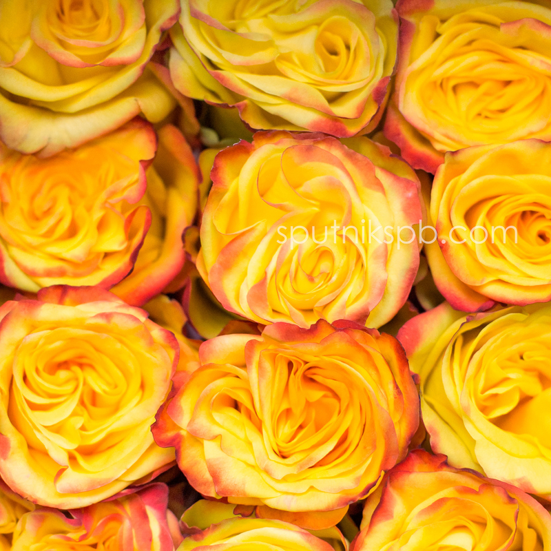 Роза High & Yellow Magic оптом на сайте Спутник