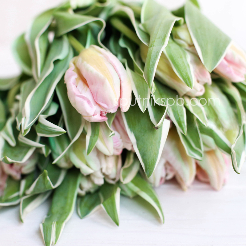 Оптовая цветочная база «Спутник»: купить тюльпаны Elsenburg оптом