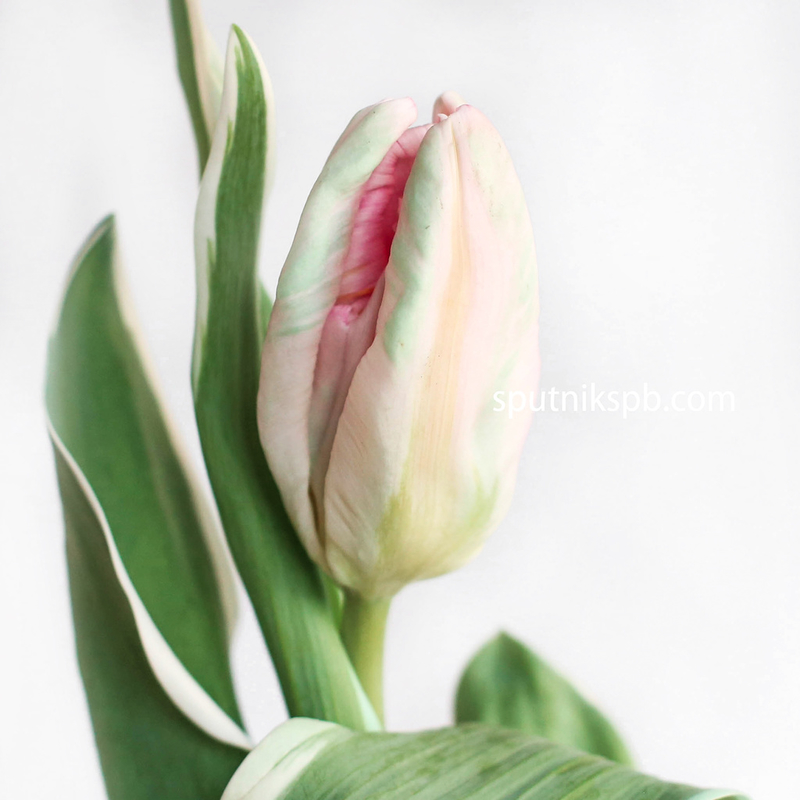 Оптовая цветочная база «Спутник»: купить тюльпаны Elsenburg оптом