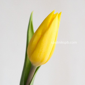Тюльпан Стронг Голд | Strong Gold Tulip