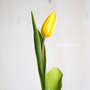 Тюльпан Стронг Голд | Strong Gold Tulip