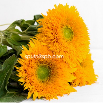 Подсолнух Сан Кинг | Sun King Sunflower