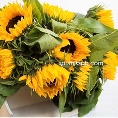 Подсолнух Санрич Оранж | Sunrich Orange Sunflower