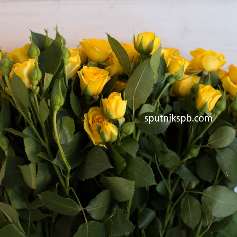 Оптовая цветочная база «Спутник»: купить кустовые розы Yellow Baby оптом