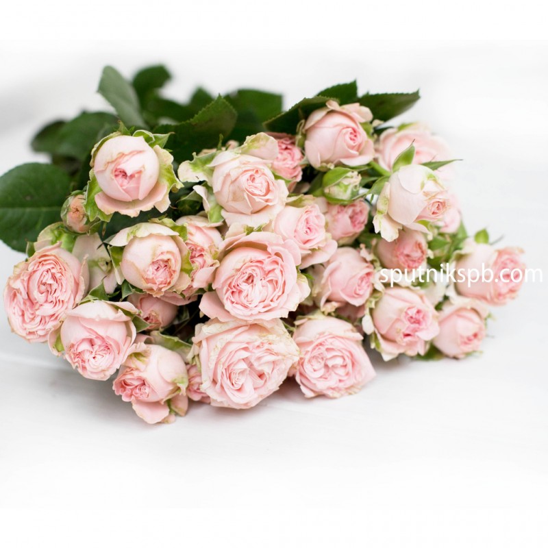 Купить кустовую розу Бомбастик в СПб