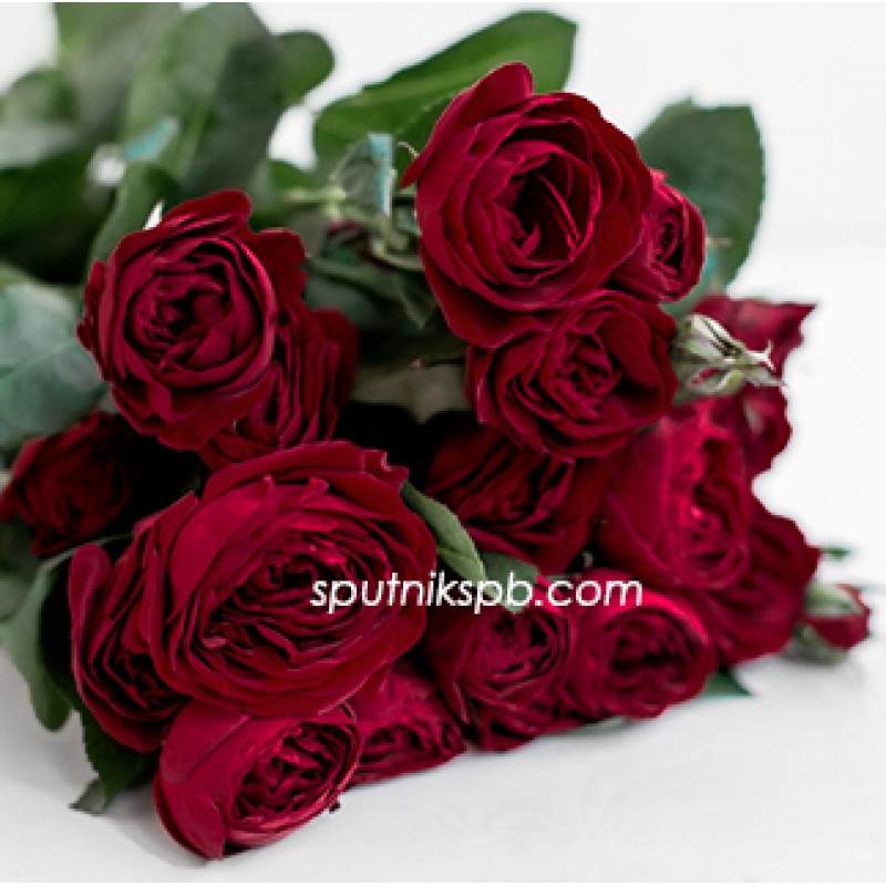 Кустовая красная роза Ruby оптом на сайте Спутник