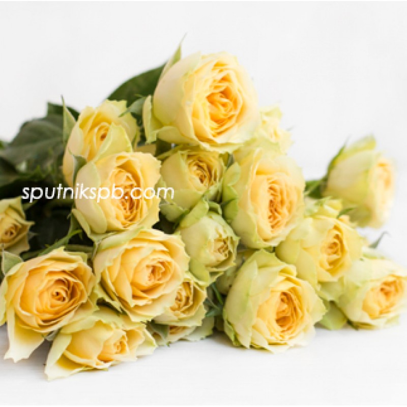 Оптовая цветочная база «Спутник»: купить кустовые розы Bandolero оптом