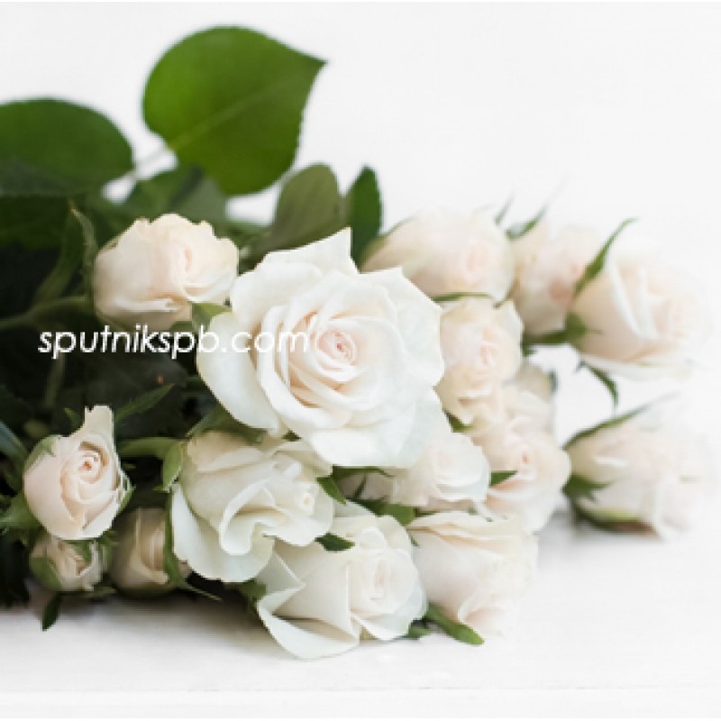 Оптовая цветочная база «Спутник»: купить кустовые розы Royal Porcelina оптом