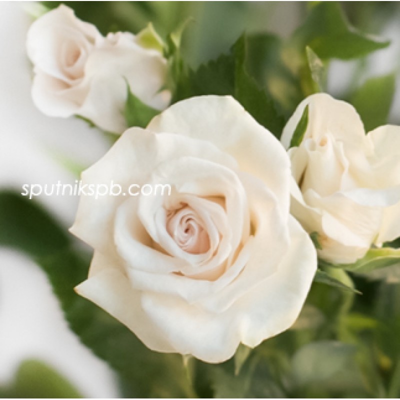 Оптовая цветочная база «Спутник»: купить кустовые розы Royal Porcelina оптом