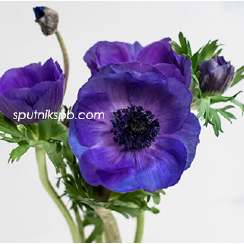 Оптовая цветочная база «Спутник»: купить анемоны Galil Blue