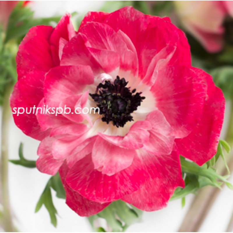Оптовая цветочная база «Спутник»: купить анемоны Mistral Pink