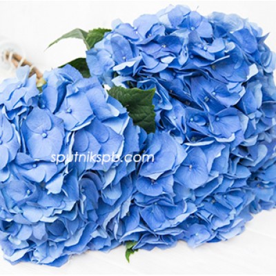 Гортензия Пимпернел Блю | Hydrangea Pimpernel Blue