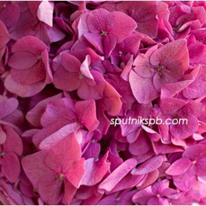 Гортензия Руби Пинк | Hydrangea Ruby Pink