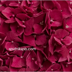 Гортензия Руби Ред | Hydrangea Ruby Red