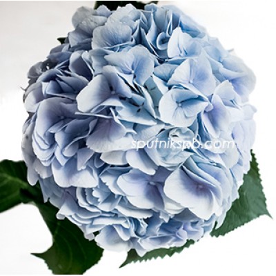 Гортензия Верена Блю | Hydrangea Verena Blue