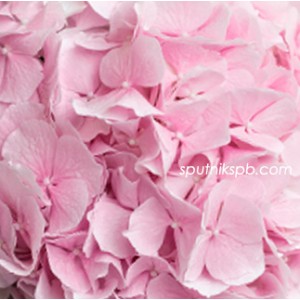 Гортензия Верена Пинк | Hydrangea Verena Pink
