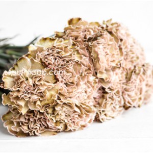 Гвоздика одноголовая окрашенная Карамель | Caramel Carnation