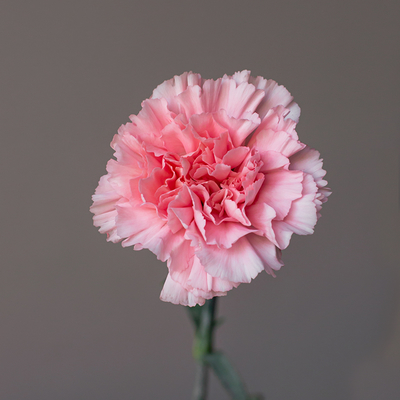 Гвоздика одноголовая Донсел | Doncel Carnation