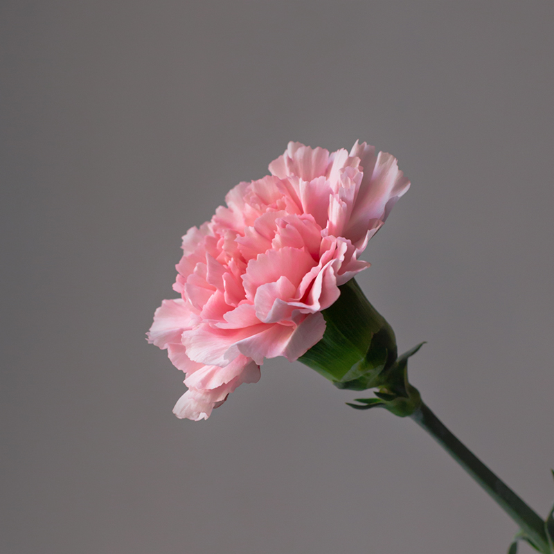 Гвоздика одноголовая Донсел | Doncel Carnation