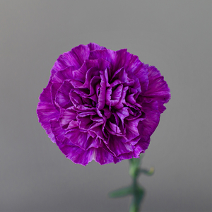 Гвоздика одноголовая лунная Мунлайт Пёрпл | Moonlite purple carnation