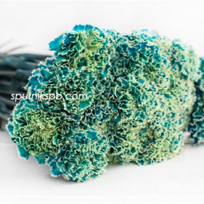 Гвоздика одноголовая окрашенная Оушен Блю | Ocean Blue Carnation