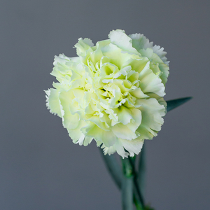 Гвоздика одноголовая Прадо Минт | Prado Mint Carnation