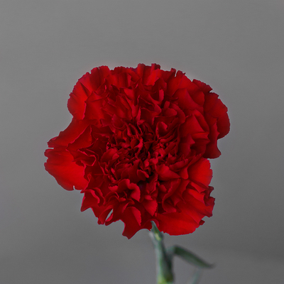 Гвоздика одноголовая Рэд Мэджик | Red Magic Carnation