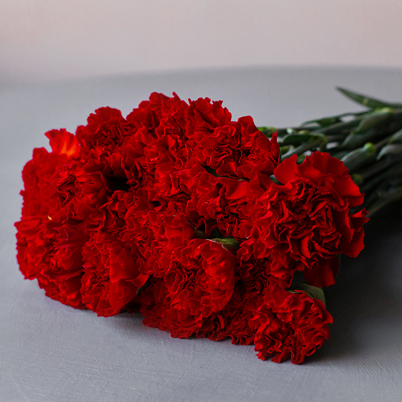 Гвоздика одноголовая Рэд Мэджик | Red Magic Carnation