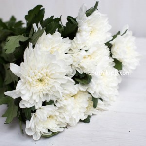 Хризантема Zembla white