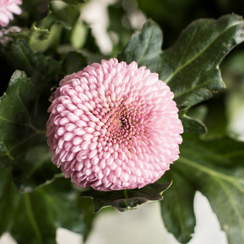 Хризантема розовая одноголовая Momoko оптом на сайте Спутник
