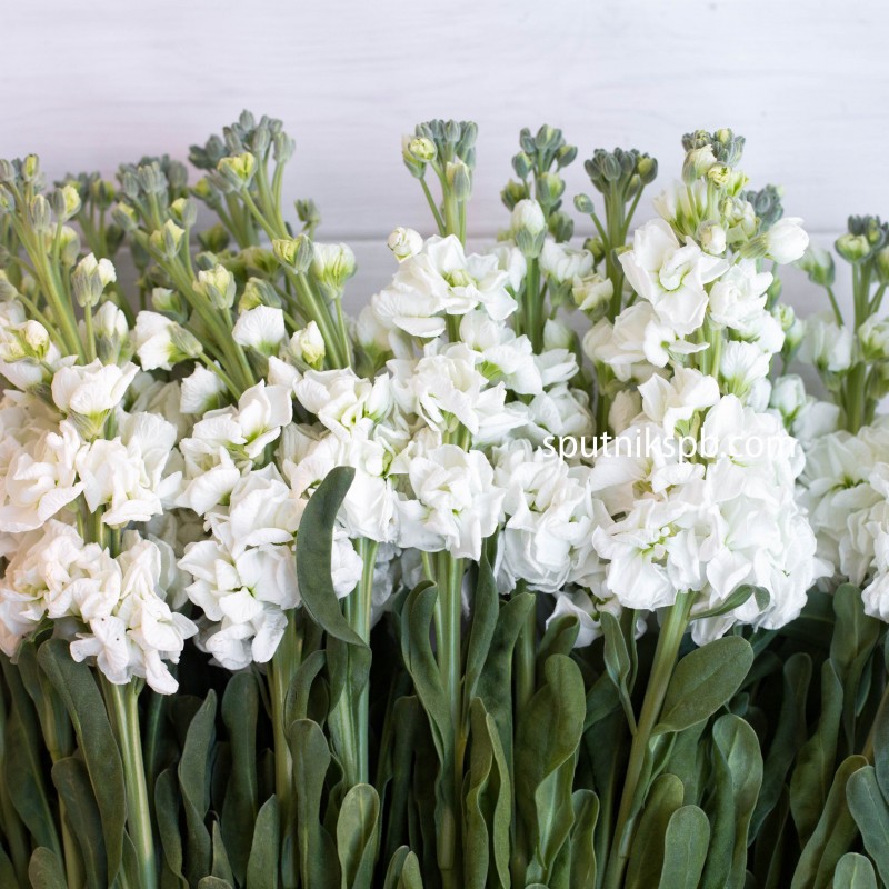 Купить маттиолу оптом недорого в СПб ✿ Оптовая цветочная компания СПУТНИК