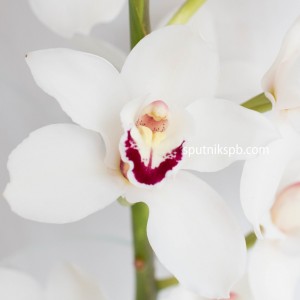 Орхидея белая | Orchid White
