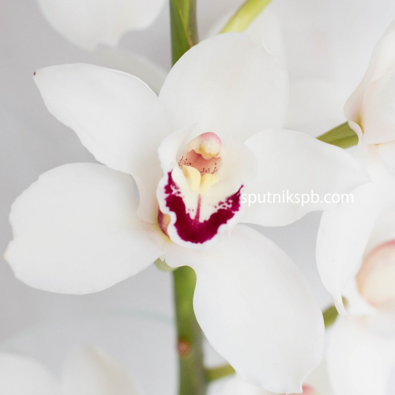 Купить белые орхидеи оптом в СПб