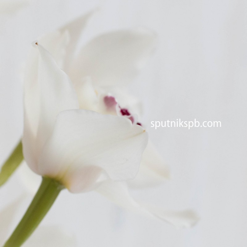 Купить белые орхидеи оптом в СПб