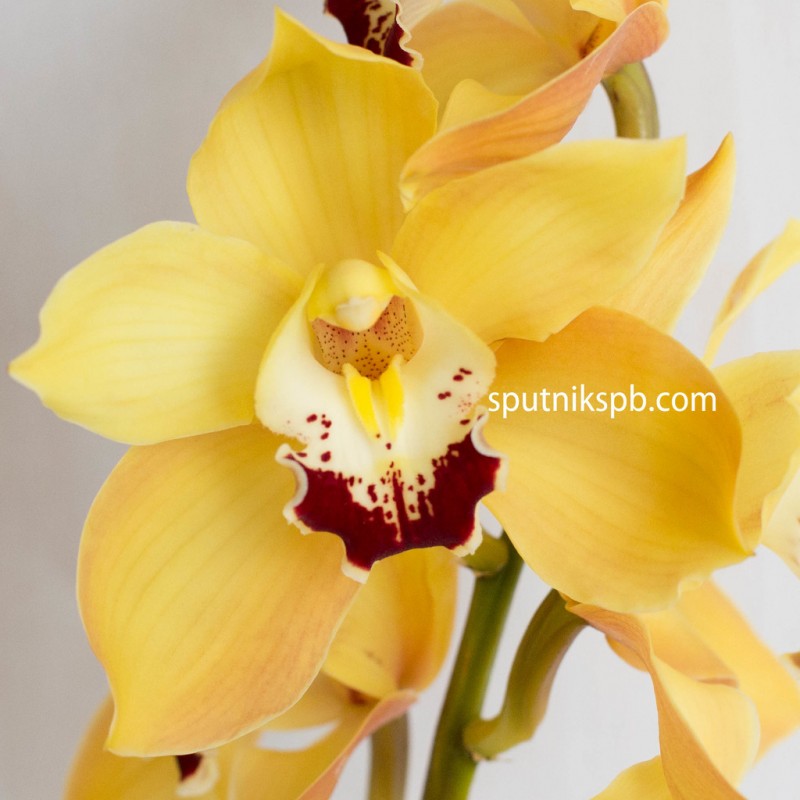 Купить желтые орхидеи оптом в СПб
