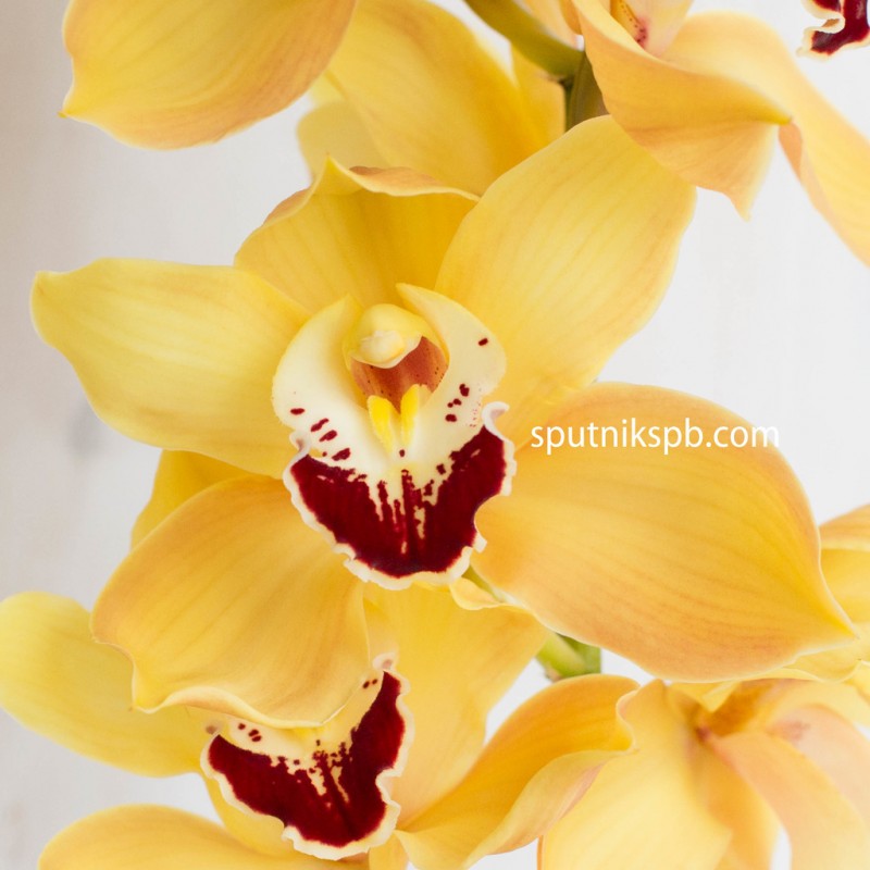 Купить желтые орхидеи оптом в СПб