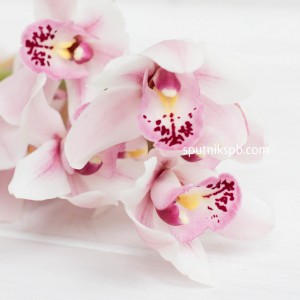 Орхидея нежно-розовая | Light Pink Orchid