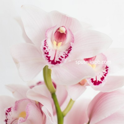 Орхидея нежно-розовая | Light Pink Orchid